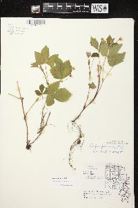 Rubus pubescens image