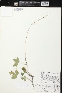 Rubus pubescens image