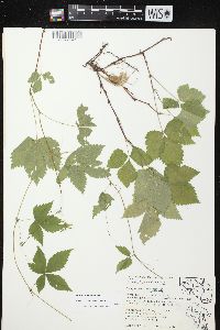 Rubus pubescens image