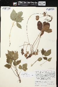 Rubus pubescens image