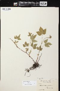 Rubus pubescens image