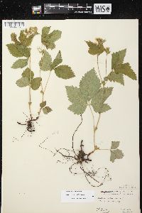 Rubus pubescens image