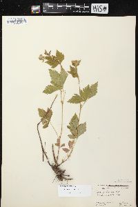 Rubus pubescens image