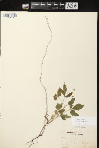 Rubus pubescens image