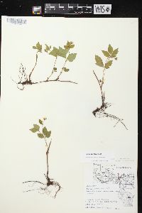 Rubus pubescens image