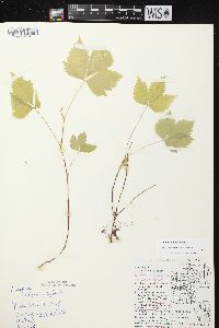 Rubus pubescens image