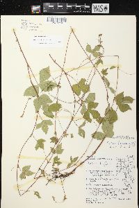 Rubus pubescens image