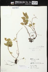 Rubus pubescens image