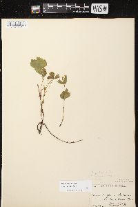 Rubus pubescens image