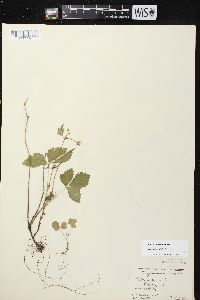 Rubus pubescens image