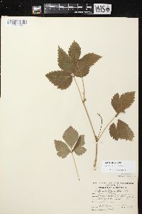 Rubus pubescens image