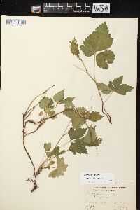 Rubus pubescens image