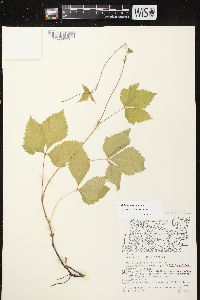 Rubus pubescens image