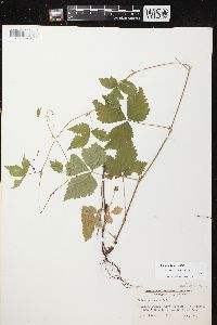 Rubus pubescens image