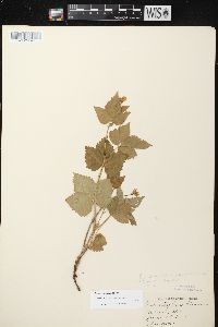 Rubus pubescens image