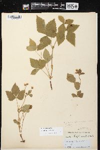 Rubus pubescens image