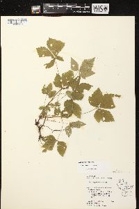 Rubus pubescens image