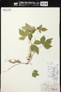 Rubus pubescens image