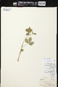 Rubus pubescens image