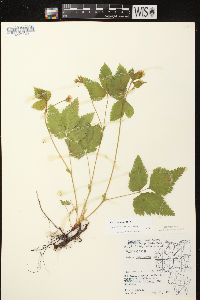 Rubus pubescens image