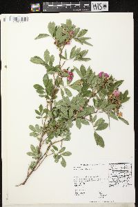 Rosa palustris image