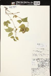 Rubus pubescens image