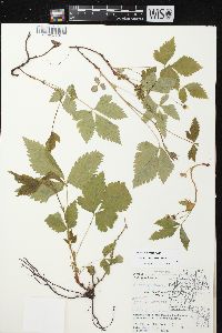 Rubus pubescens image