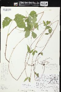 Rubus pubescens image