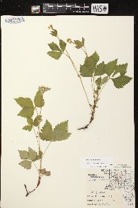 Rubus pubescens image