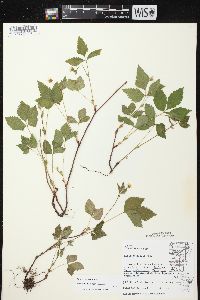 Rubus pubescens image