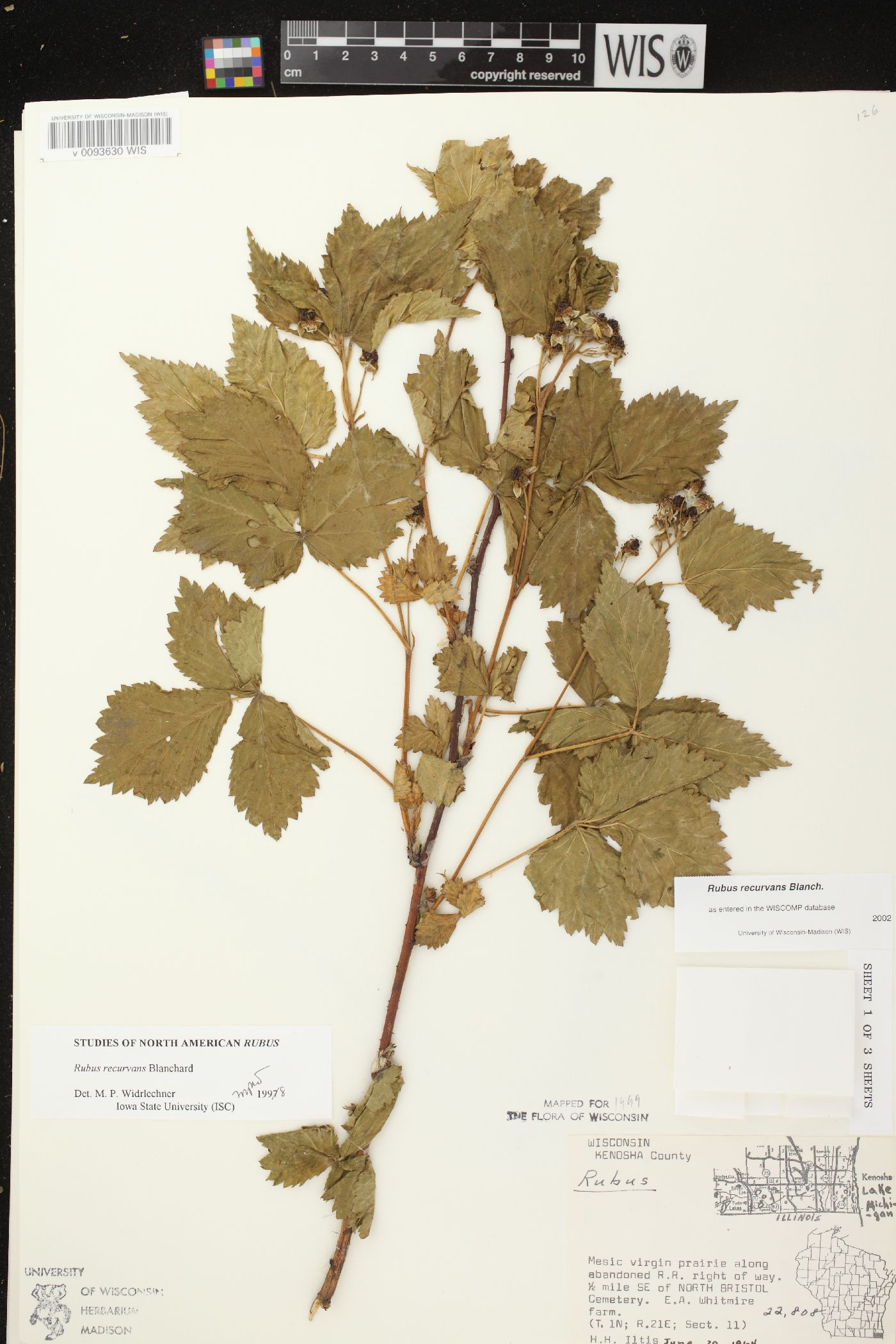 Rubus recurvans image