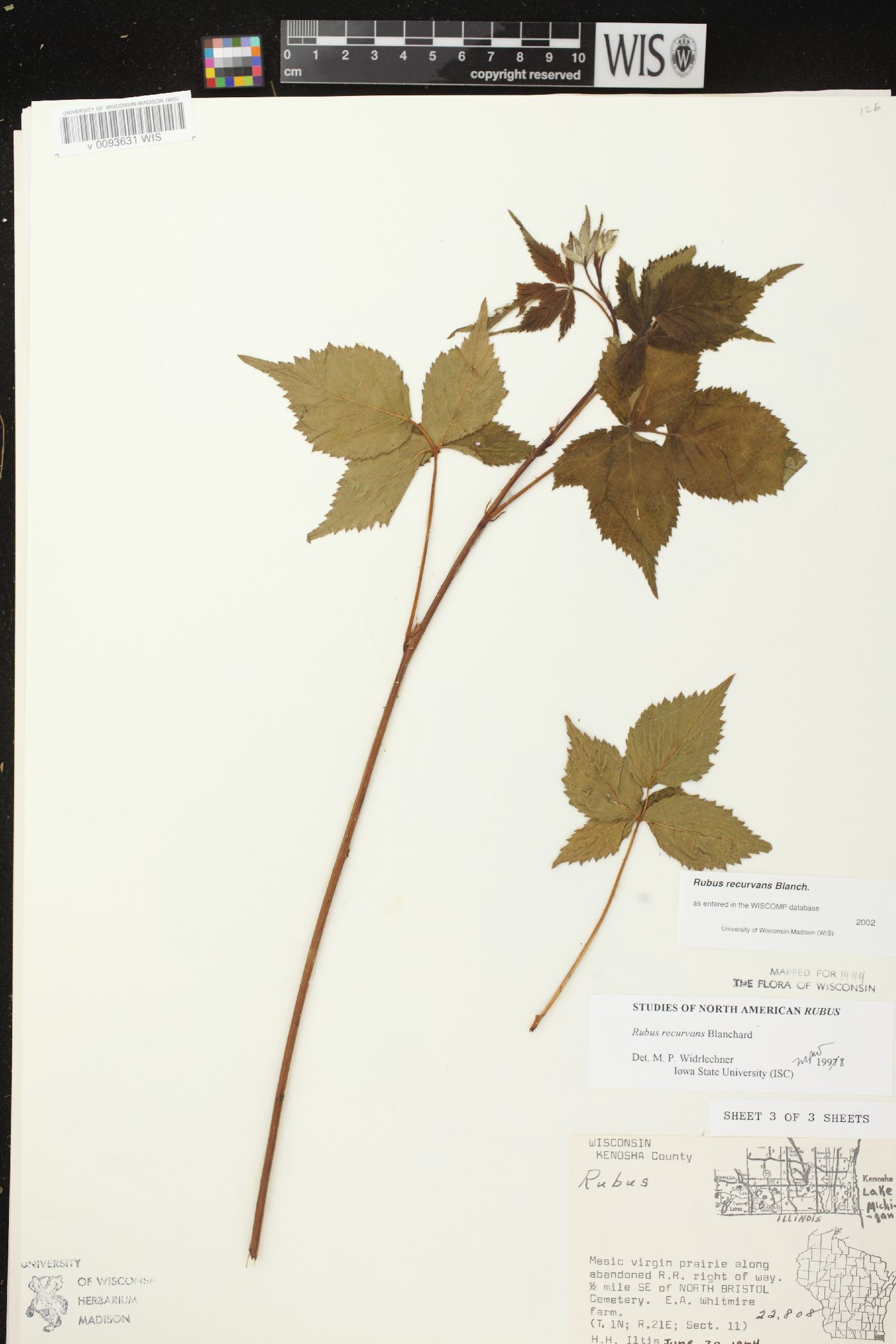 Rubus recurvans image