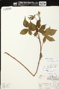 Rubus recurvans image