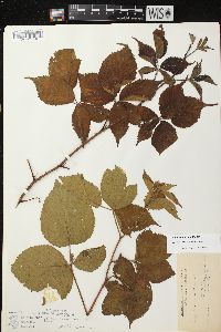 Rubus recurvans image