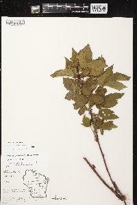 Rubus recurvans image