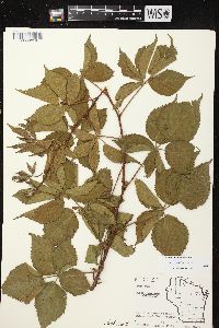 Rubus recurvans image