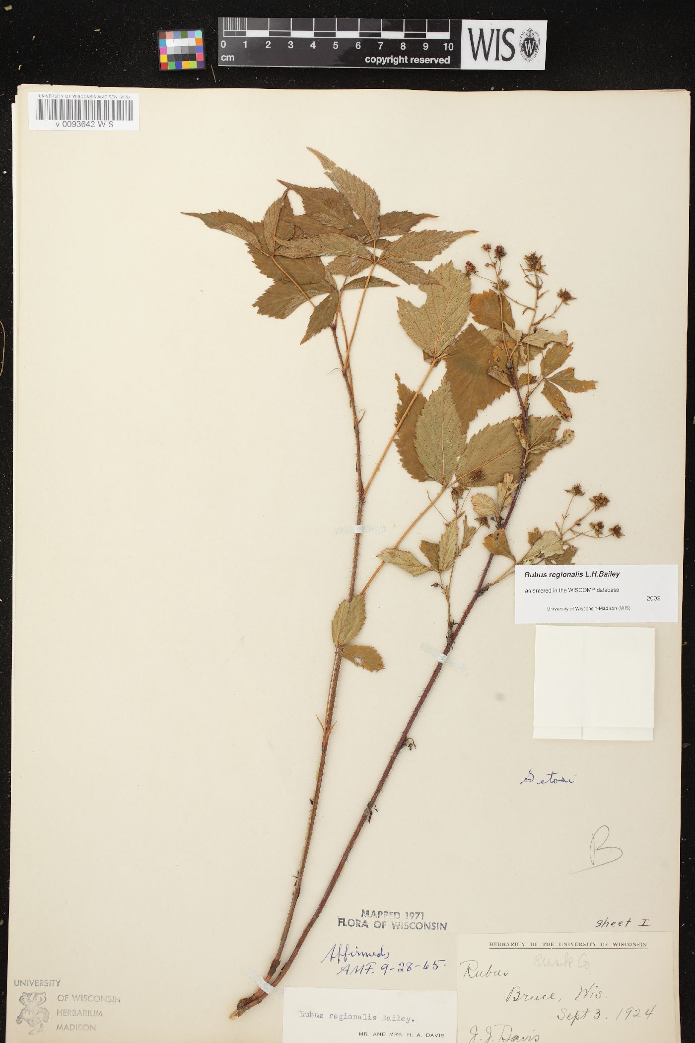 Rubus regionalis image