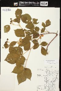 Rubus regionalis image