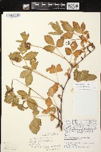 Rubus regionalis image