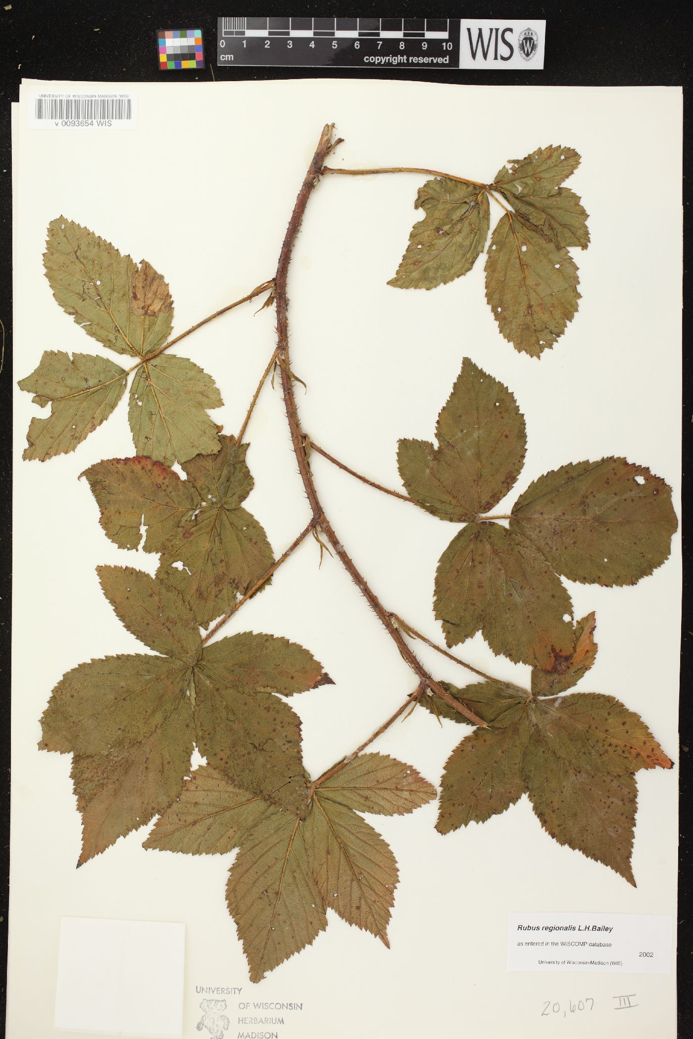 Rubus regionalis image