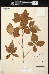 Rubus regionalis image