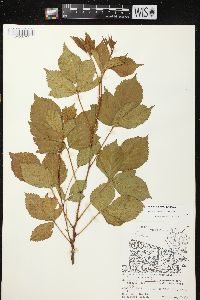 Rubus regionalis image