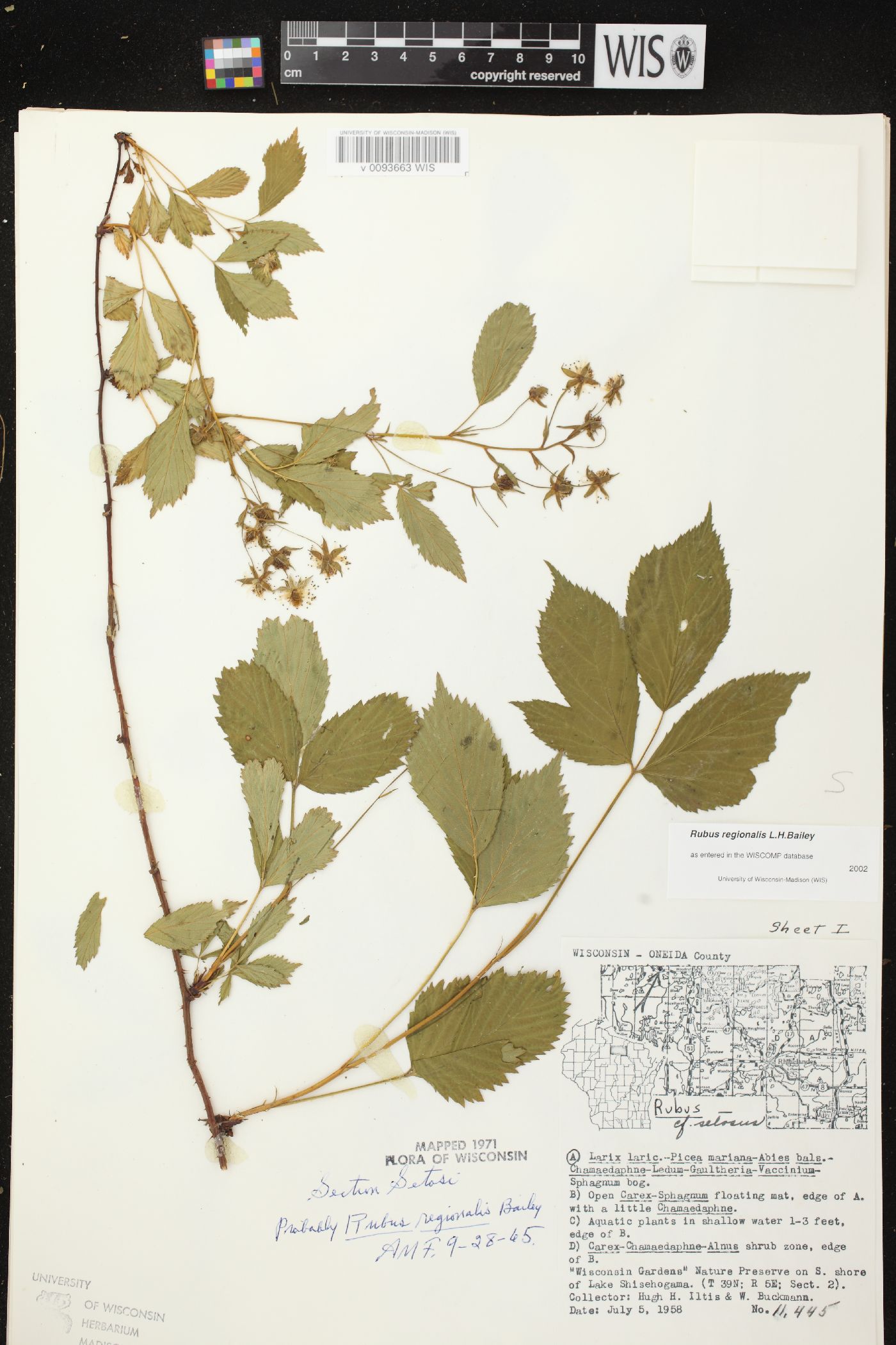 Rubus regionalis image