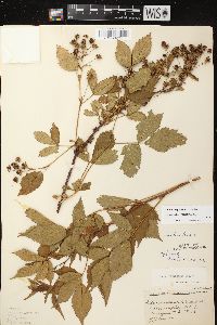 Rubus regionalis image