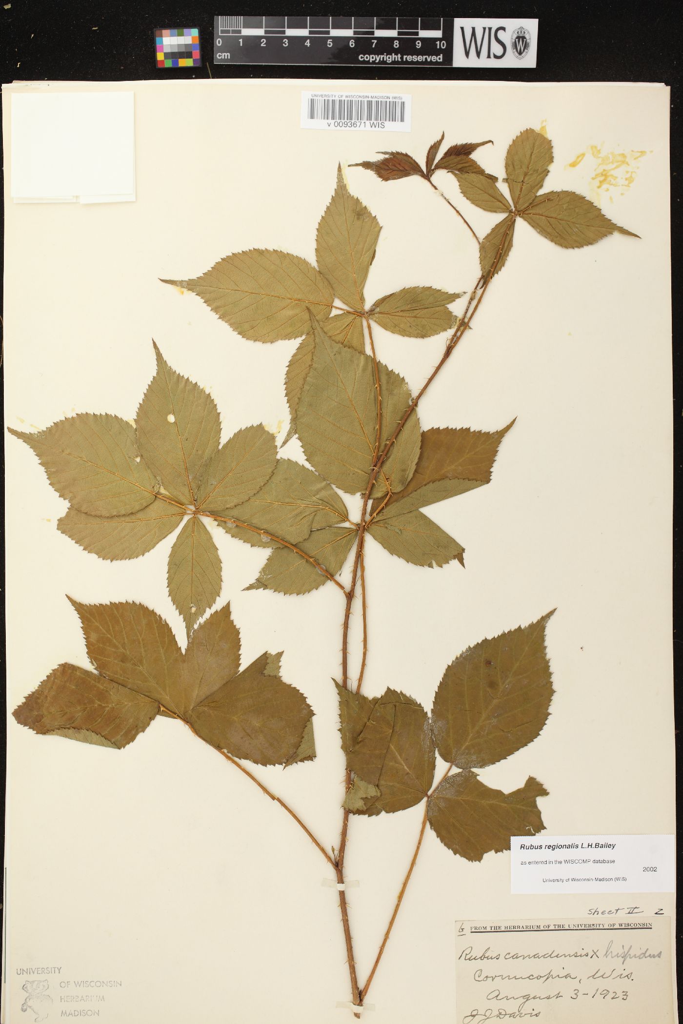 Rubus regionalis image