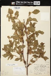 Rubus roribaccus image