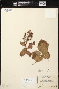 Rubus rosa image