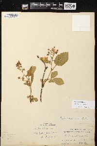 Rubus rosa image