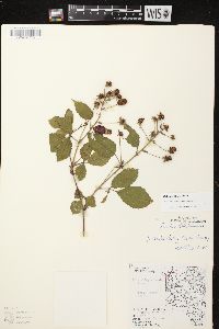 Rubus rosa image