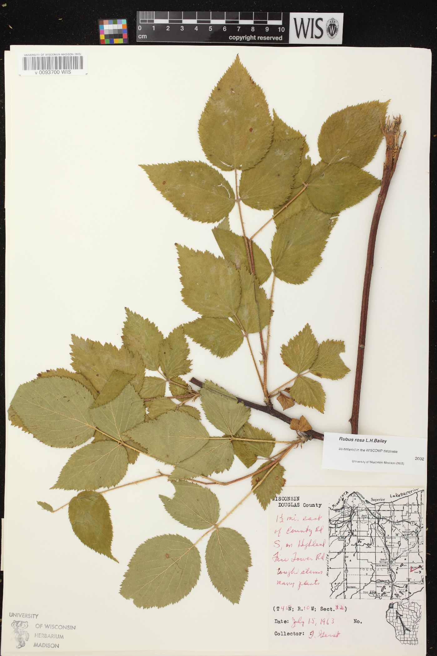 Rubus rosa image